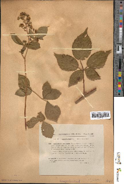 spécimen de Rubus rudis