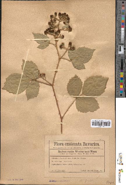 spécimen de Rubus rudis