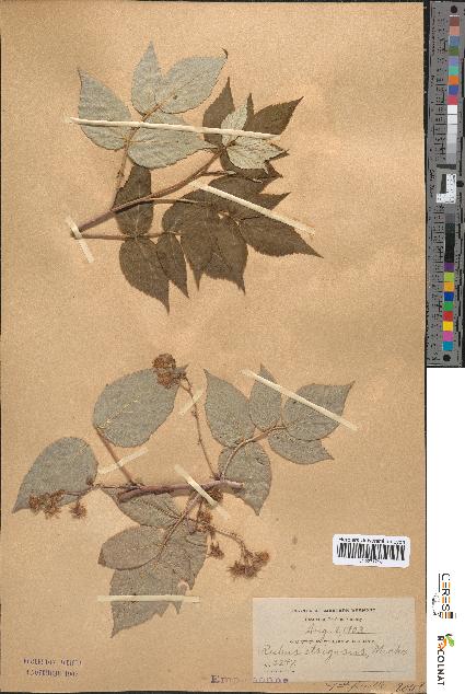 spécimen de Rubus strigosus