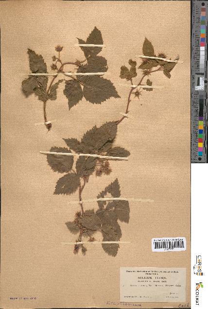 spécimen de Rubus strigosus