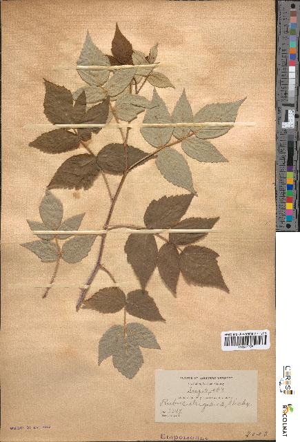 spécimen de Rubus strigosus