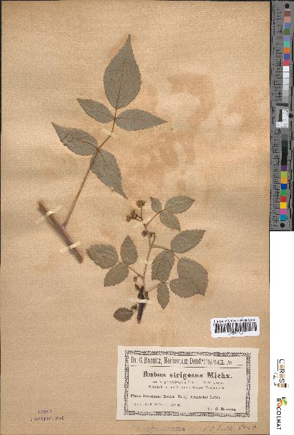 spécimen de Rubus strigosus