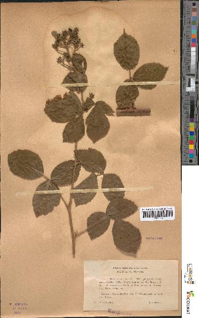 spécimen de Rubus subcanus