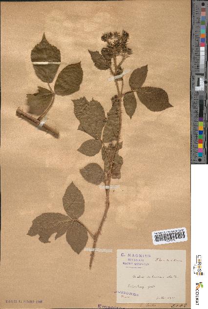 spécimen de Rubus subcanus