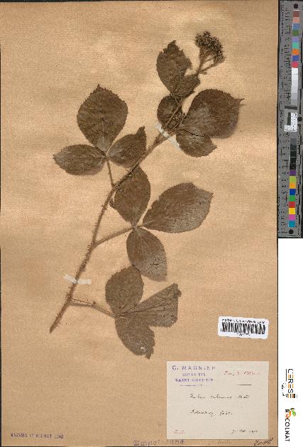 spécimen de Rubus subcanus