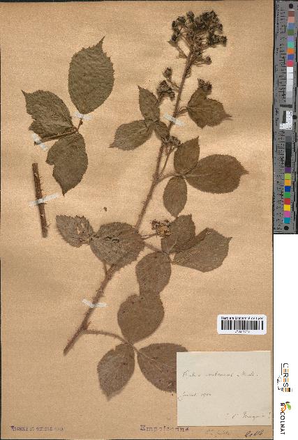 spécimen de Rubus subcanus