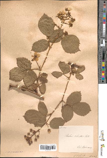 spécimen de Rubus sulcatus