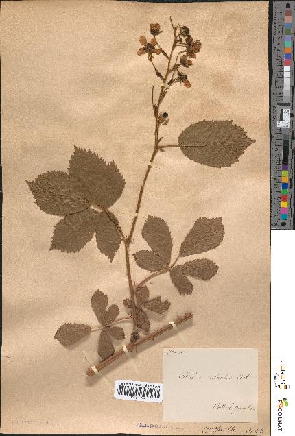 spécimen de Rubus sulcatus