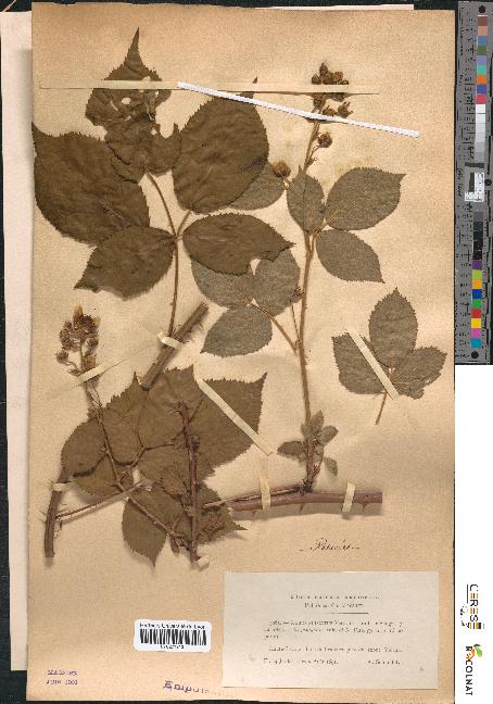 spécimen de Rubus sulcatus