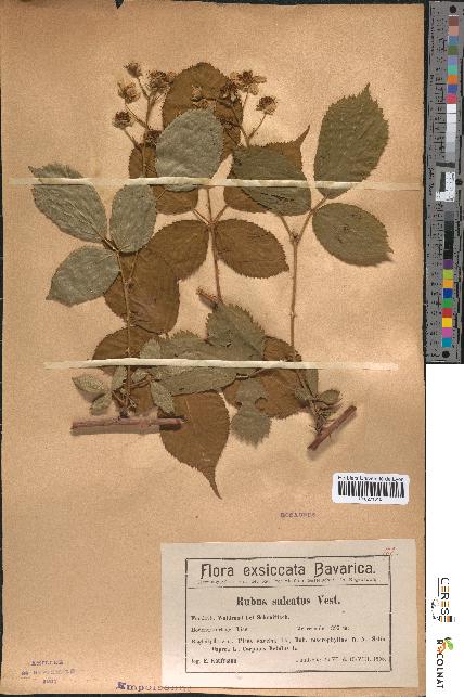 spécimen de Rubus sulcatus