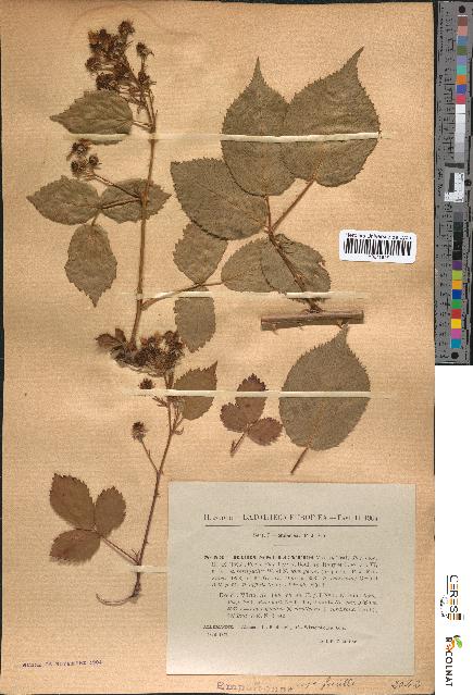 spécimen de Rubus sulcatus