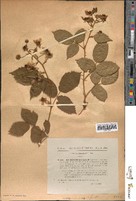 spécimen de Rubus sulcatus