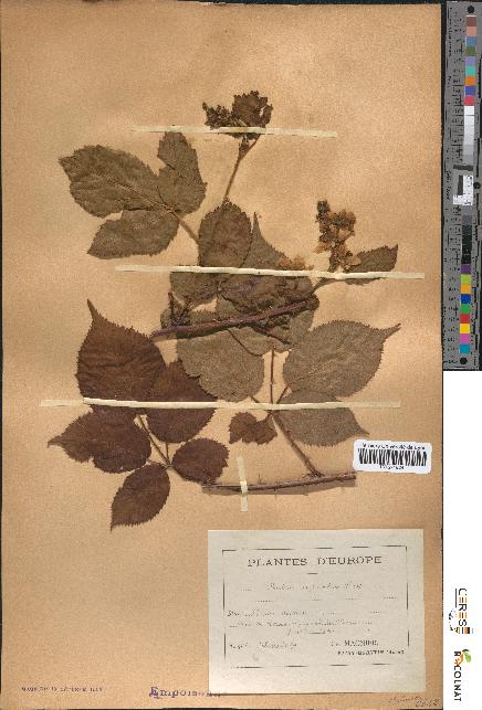 spécimen de Rubus sulcatus