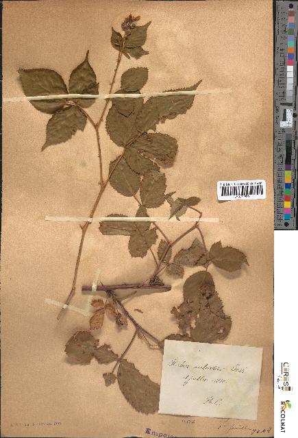 spécimen de Rubus sulcatus