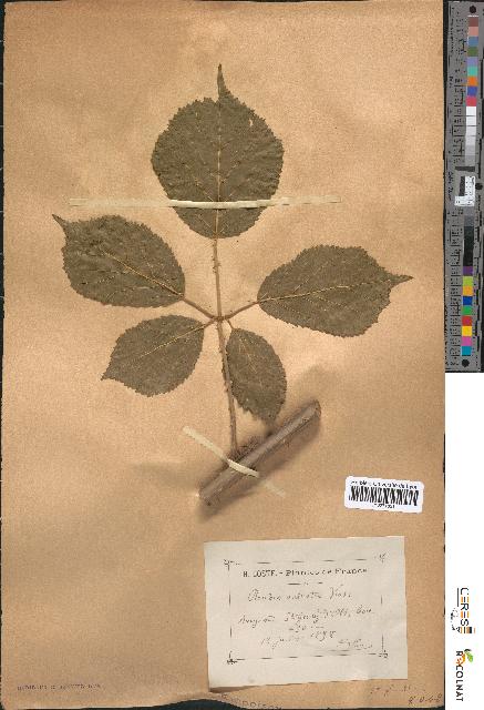 spécimen de Rubus sulcatus