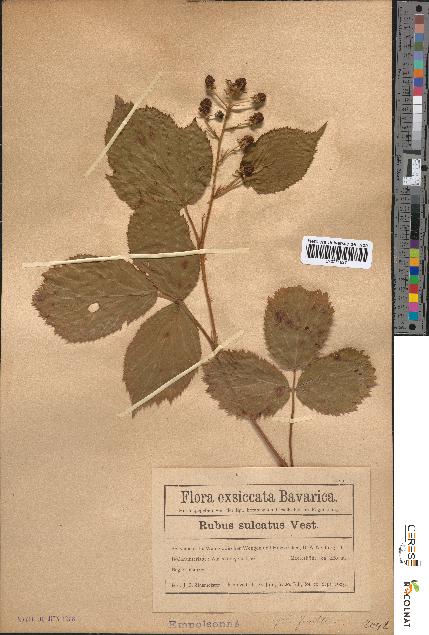 spécimen de Rubus sulcatus