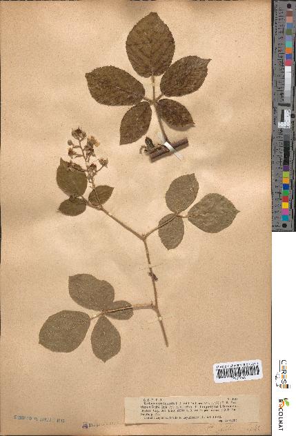 spécimen de Rubus tereticaulis