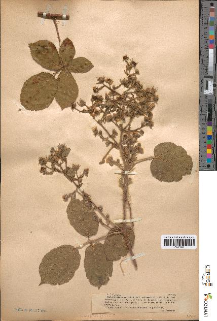 spécimen de Rubus tereticaulis