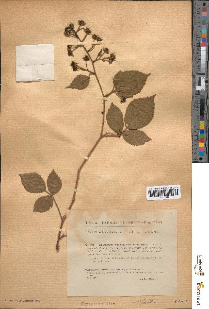 spécimen de Rubus tereticaulis