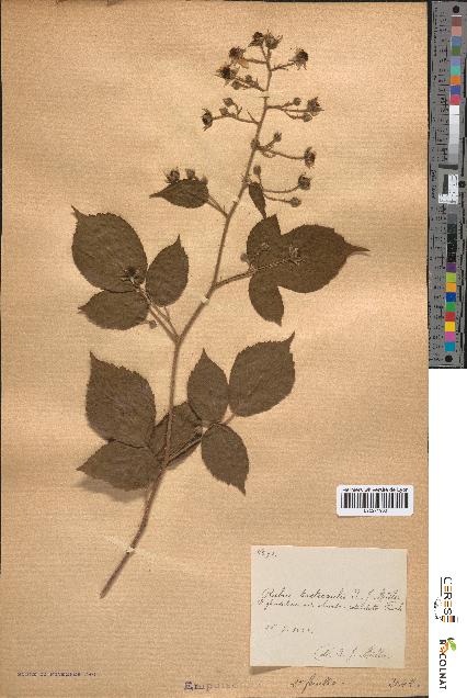 spécimen de Rubus tereticaulis