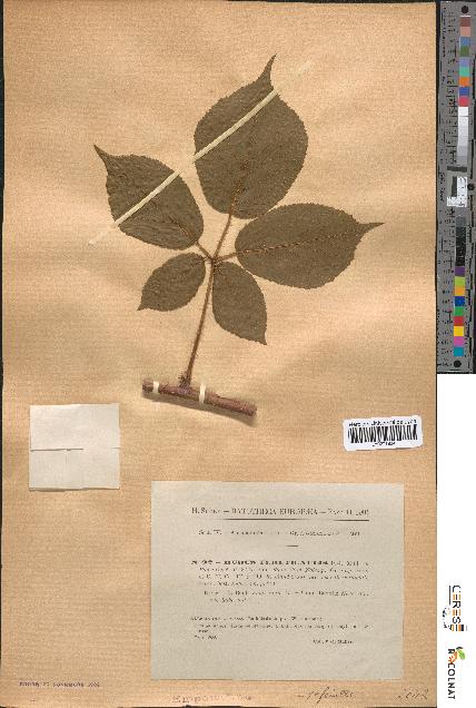 spécimen de Rubus tereticaulis