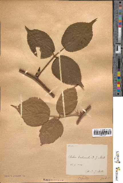 spécimen de Rubus tereticaulis