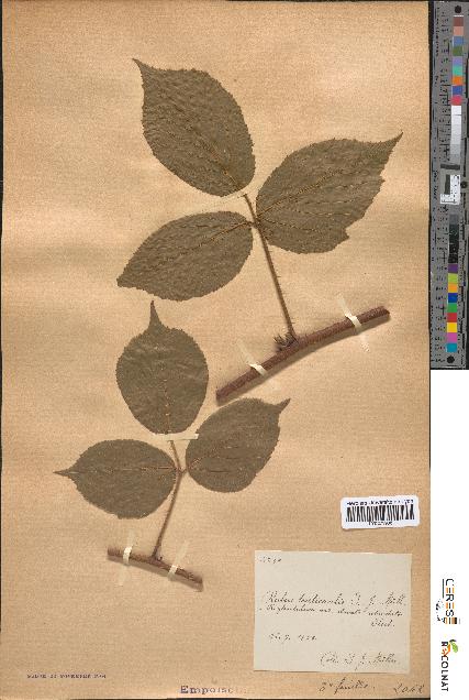 spécimen de Rubus tereticaulis