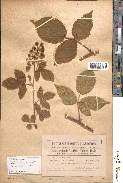 spécimen de Rubus tereticaulis