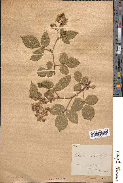 spécimen de Rubus tereticaulis