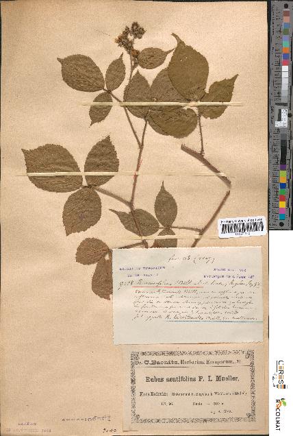 spécimen de Rubus tereticaulis