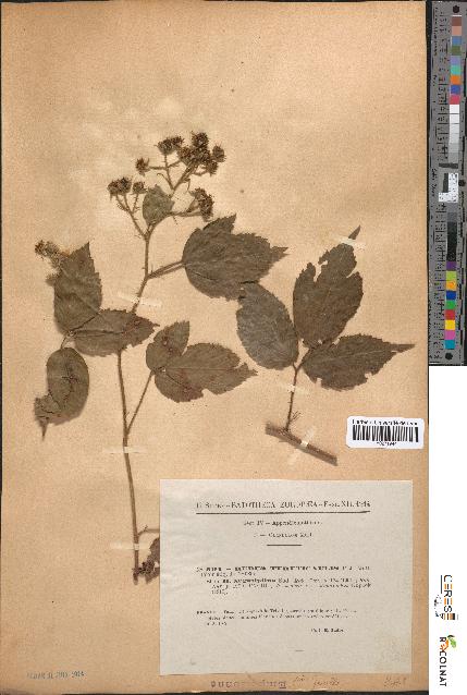 spécimen de Rubus tereticaulis