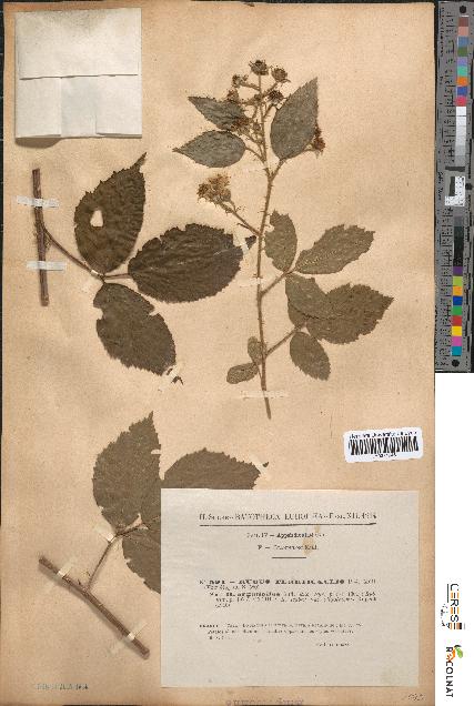 spécimen de Rubus tereticaulis