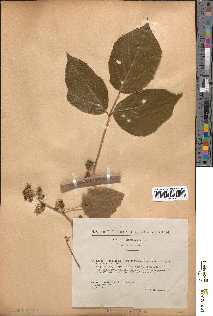 spécimen de Rubus tereticaulis