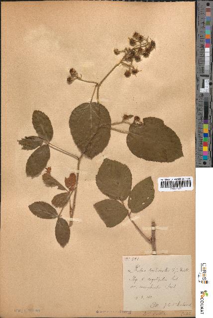 spécimen de Rubus tereticaulis