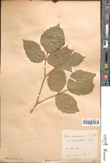 spécimen de Rubus tereticaulis