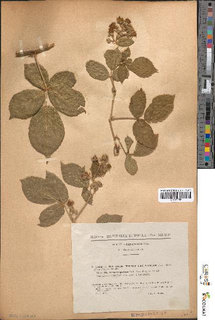 spécimen de Rubus tereticaulis