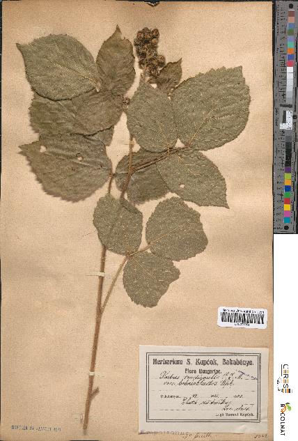 spécimen de Rubus tereticaulis