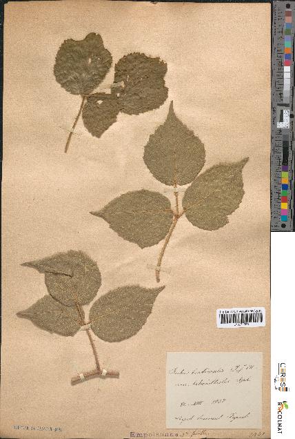 spécimen de Rubus tereticaulis