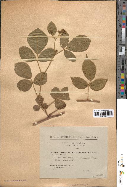 spécimen de Rubus tereticaulis