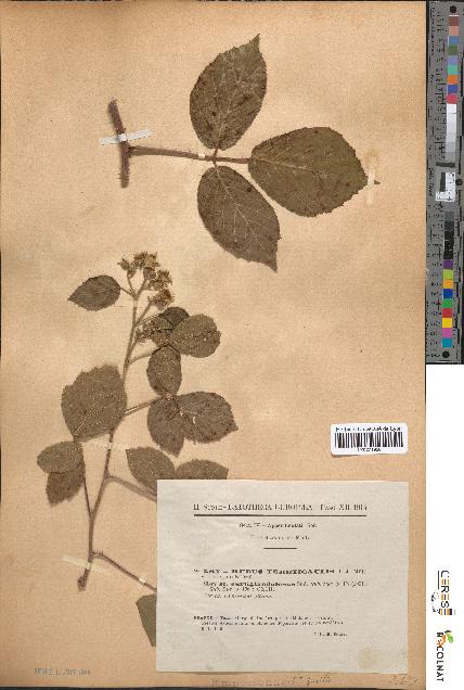 spécimen de Rubus tereticaulis