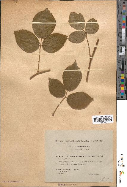 spécimen de Rubus tereticaulis