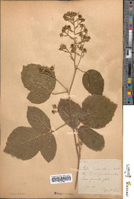 spécimen de Rubus tereticaulis