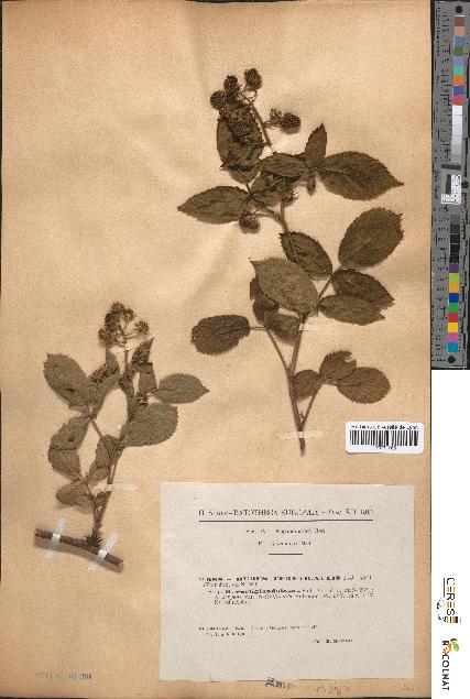 spécimen de Rubus tereticaulis