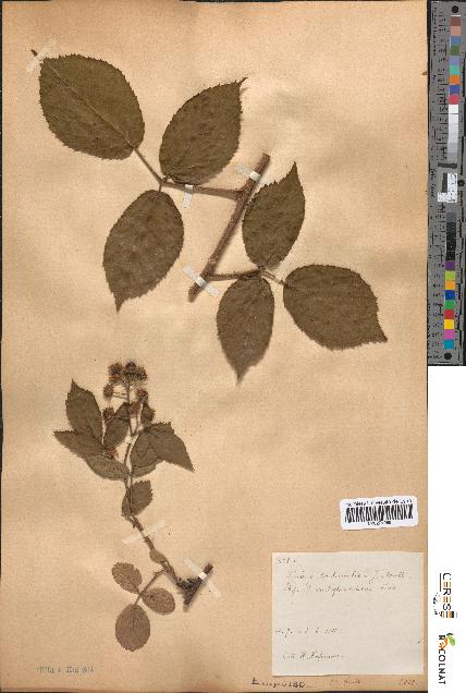 spécimen de Rubus tereticaulis