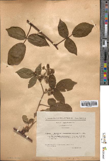 spécimen de Rubus tereticaulis