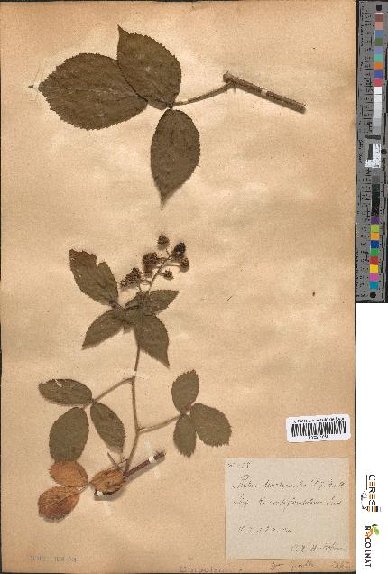 spécimen de Rubus tereticaulis