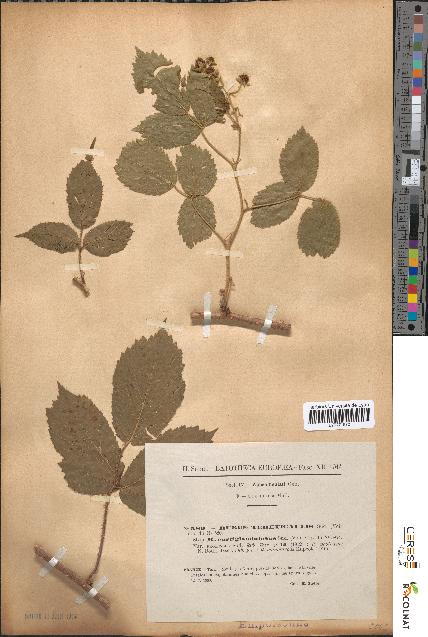 spécimen de Rubus tereticaulis