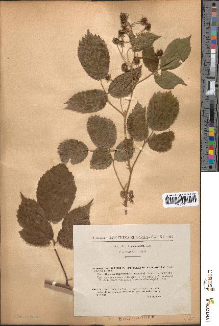 spécimen de Rubus tereticaulis