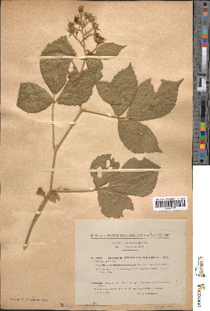 spécimen de Rubus tereticaulis