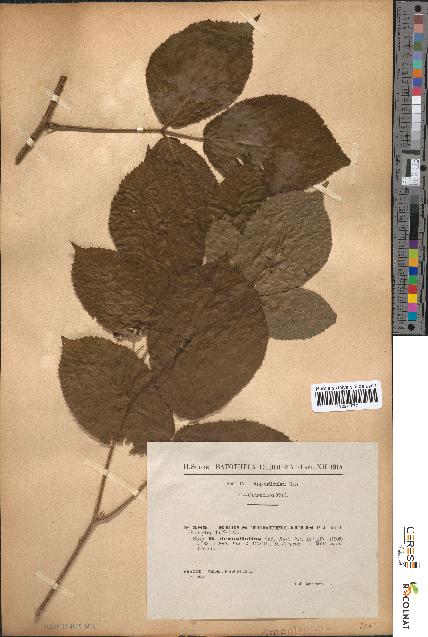 spécimen de Rubus tereticaulis